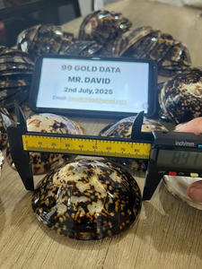 Coquille de patelle coquille marine naturelle de haute qualité produit océanique authentique adapté à des fins décoratives en vrac en gros - Product Image 3