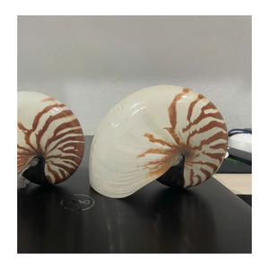 99 Gold Data Vietnam Exports Shell pour Shell Jewelry Displays et Seaside Home Accessories - Product Image 1