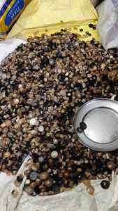 100% botones de cuerno de búfalo de calidad premium - Product Image 2