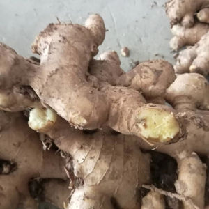 Proveedor de Jengibre Fresco de Vietnam para Importadores Globales, Exportación de Jengibre a Granel de Calidad Estable por Contenedor Marítimo desde la Fuente Agrícola - Product Image 1