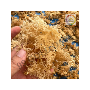 Algues cottonii séchées idéales pour la cuisine domestique, le coiffage des plats traditionnels et l'utilisation en cuisine - Product Image 4