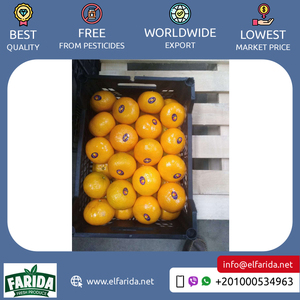 Alta calidad 100% puro y natural dulce sabor delicioso y fruta fresca miel Murcott (fácil pelador) para compra al por mayor - Product Image 2