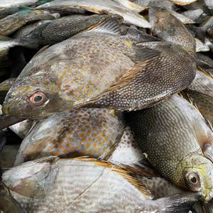 Conejo entero congelado Pescado Vietnam Exportación Calidad IQF Mariscos Precio competitivo Fresco Congelado Venta al por mayor 24 meses Vida útil - Product Image 3