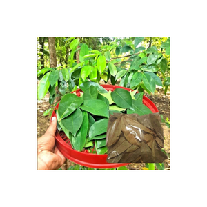 Le MEILLEUR: FEUILLES DE GUANABANA SÉCHÉES BIOLOGIQUES EMBALLÉES DE NUTRIMENTS ET DE BONNE - Product Image 5