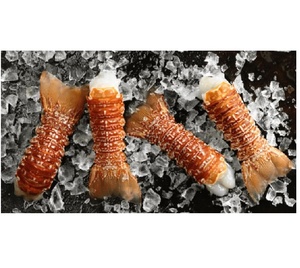 กุ้งมังกรแอฟริกาใต้แช่แข็งเกรดพรีเมียมสำหรับร้านอาหาร โรงแรม และการส่งออกอาหารทะเล สดใหม่และเป็นธรรมชาติ - Product Image 3