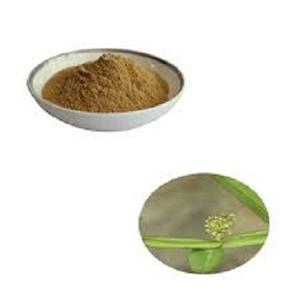 Approvisionnement d'usine 100% extrait naturel de Cissus Quadrangularis 50:1 poudre de racine de fines herbes pure emballage de tambour sans danger pour les aliments extrait de plante - Product Image 4