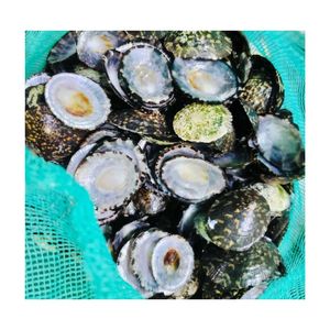 LIMPET SOUFFLE ENCEINTE COQUILLE DE MER LIMPET NATUREL SEASHELL POUR ORNEMENTS ET BIJOUX DU VIETNAM - Product Image 5