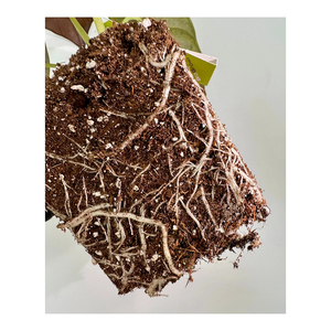 Exportación a granel de turba a bajo precio con envío internacional rápido - Product Image 3