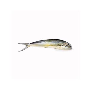 Máxima Calidad Mejor Precio Suministro Directo Frozen Whole Mahi-Mahi Fish Size 1000gr Up Bulk Fresh Stock Disponible Para Exportaciones - Product Image 6