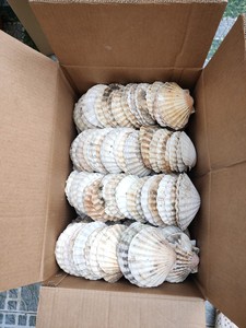 Natural Handicrafts Raw Seashell Fish for Vase Small Accessories Decoration 1-3CM White Scallops <b>Ornaments</b> - Product Image 6