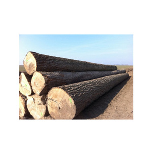 ไม้ป็อปลาร์จำนวนมากจากภูมิภาคที่มีชื่อเสียงด้วยการจัดการป่าไม้อย่างยั่งยืนและคุณภาพไม้เนื้อแข็งระดับพรีเมียมขายส่ง - Product Image 1