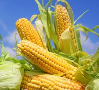 NATÜRLICHES GANZES KERNEL CANNED SWEET CORN/KEINE PRE SERVATIVEN/BEREIT FÜR DEN GEBRAUCH/BULK EXPORT