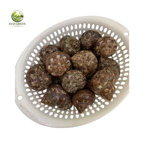 Concha de Turbo de Nácar Pulida Hecha a Mano con Rayas Blancas Naturales para Decoración de Mesa del Hogar o Acuario Hanoi - Product Image 2