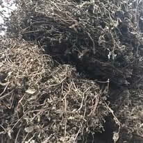 ใบเมโซน่าไชนีนนัสจากธรรมชาติใช้สำหรับทำเครื่องดื่มเย็นและเจลลี่สมุนไพร - Product Image 5