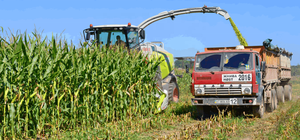 Aliments pour animaux d'ensilage de maïs humide de qualité supérieure pour chevaux et porcs Ingrédients Foin de luzerne pour bovins emballés dans des sacs en gros Pakistan - Product Image 6