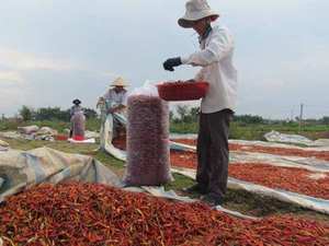 Sun Dried Red Chili Peppers Whole With Stems High Heat Capsaicin Level For Global Wholesale <b>Food</b> <b>Ingredients</b> Supply Grade - Product Image 3