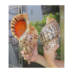 Coque Triton de trompette unique faite à la main: tailles diverses, prix abordables - Product Image 4