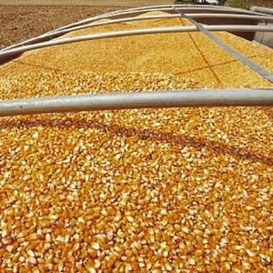 ข้าวโพดข้าวโพดข้าวโพดสีเหลืองที่ไม่ใช่จีเอ็มโอจากยุโรป - Product Image 3
