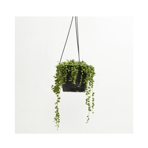 Classic Hanging Metal <b>Planters</b> <b>Herbs</b> Container Finest Quality Metal <b>Planters</b> For <b>Indoor</b> And Outdoor Supplies At Lowest Price - Product Image 1
