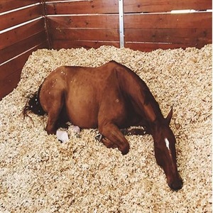 Virutas de madera de pino al por mayor superventas, aserrín para ropa de cama de caballos, uso en granjas avícolas, residuos agrícolas hechos en Francia, 24 meses - Product Image 6
