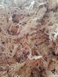 Ventas calientes 100% musgo de mar irlandés seco, seamoss dorado seco, seamoss seco de la mejor calidad, seamoss irlandés dorado seco con sal - Product Image 4