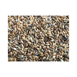 Grano de cebada al por mayor disponible en bolsas de exportación de 25kg y 50kg - Product Image 2