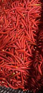 Chili rojo congelado al por mayor/Chiles congelados IQF-Sin conservantes, cosecha fresca, limpiado y empaquetado para mayor comodidad/Sra. Lima - Product Image 4