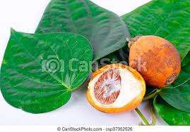 Hoja de Betel de Alta Calidad - Product Image 4