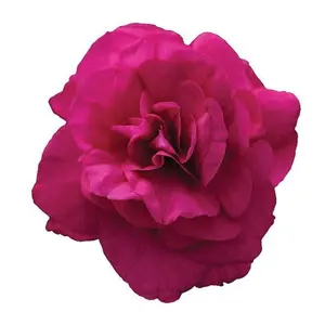 Ommon-seda artificial Peony aeonia officinalis, flores falsas de tacto real, decoración - Product Image 1