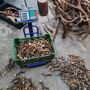 Calidad GradeRed Deer Antler Capital Altura 104 CM Muy fuerte Deer Antlers Deer para la venta - Product Image 4