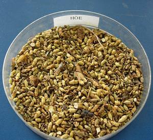 Venta al por mayor de brotes de flores de SOPHORA JAPONICA secos, té de hierbas HUAI HUA MI, productos naturales para la salud, suministro de Vietnam - Product Image 5