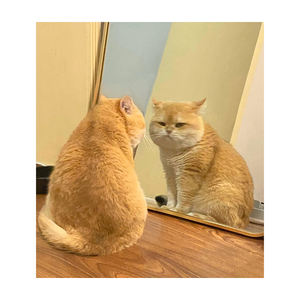 OEM ODM personalizzato biologico naturale <span class=keywords><strong>cane</strong></span> tratta Halal cibo per animali domestici produttore all'ingrosso per gatti - Product Image 1