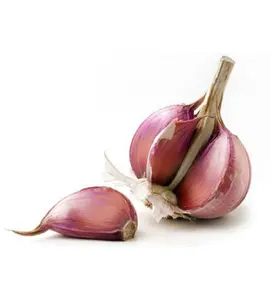 Best Quality Hot Sale Price fresh organic natural garlic / new crop fresh garlic