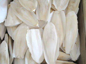 100% HUESO DE PESCADO SECO NATURAL, HUESO DE SEPIA FRESCA/Sra. Ann (+ 84) 963 464 638 - Product Image 2