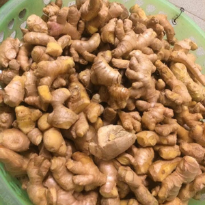 Proveedor mayorista de jengibre fresco de Vietnam | Variedad amarilla de aroma puro - Product Image 5