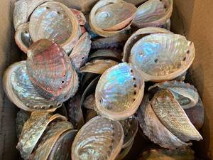 Exquisita concha de abulón para diseño de joyería, manualidades creativas, decoración e ideas de estilo para el hogar - Product Image 2