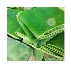 Hojas de Plátano Congeladas de Gran Tamaño de Marca Personalizada (Proceso BQF) Naturales Frescas Verdes para Envolver Alimentos envasadas al Vacío - Product Image 2