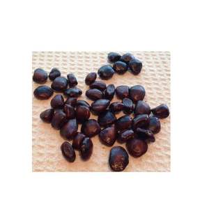 Double langues de qualité supérieure Tamarindus Indica Seeds Herbal Exportateur du fabricant indien Durée de conservation de 12 mois - Product Image 6