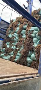 Algues Sargassum séchées au soleil de qualité supérieure, quantité en vrac, vente en gros, fournisseur d'usine au Vietnam - Product Image 4