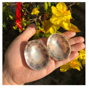 COQUILLES DE LIMPETTE VIETNAM ENTIÈRES NETTOYÉES POUR BIJOUX DE BRICOLAGE, PROJETS D'ART, DÉCORATION À LA MAISON - Product Image 5