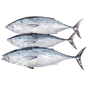 Atún entero de calidad a la venta/Atún de aleta negra fresco congelado en ventas de marketing/atún fresco disponible a la venta - Product Image 1