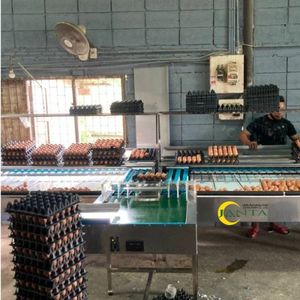 Hoàn toàn tự động trứng chấm điểm máy 14000 TRỨNG MỖI giờ thép không gỉ với băng tải vành đai kỹ thuật số quy mô và Kit kiểm tra - Product Image 4