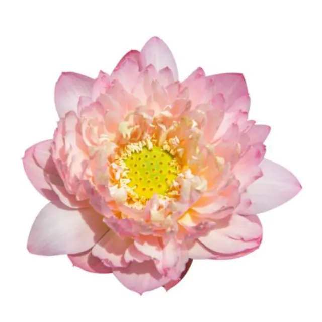 100% natural freeze secagem de lotus flor seca fonte em massa como chá herbal de feriados do viet
