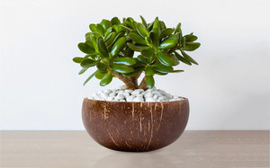 Maceta de cáscara de coco/colgador de plantas de cáscara de coco con logotipo láser grabado hecho en Vietnam por ECo2go Vietnam - Product Image 6