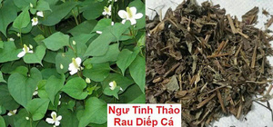 Hojas de Menta Secas Premium (Houttuynia Cordata) 100% Naturales, Grado Té Herbal, Estándar de Exportación a Granel Ms.May - Product Image 5