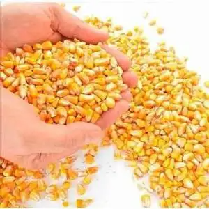 ข้าวโพดคุณภาพพรีเมียม จำหน่ายส่งจำนวนมาก สำหรับซูเปอร์มาร์เก็ต ผู้ค้าส่ง ผู้ผลิตอาหารสัตว์ ปลา สัตว์ปีก ระดับนานาชาติ - Product Image 3