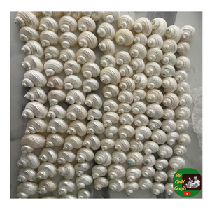 Coquille de conque en gros, coquille de conque polie naturelle, fournisseur de coque turbo décorative pour aquarium, artisanat et décoration de la maison - Product Image 3