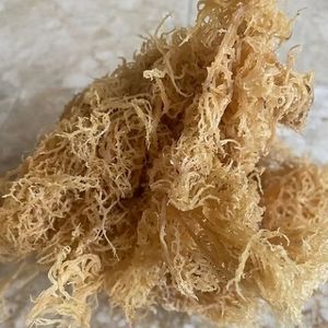 มอสทะเลไอริชมังสวิรัติ/ช่างเย็บระดับพรีเมียมจากเวียดนาม - Product Image 1