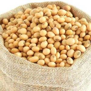 ถั่วเหลืองออร์แกนิกปลอดสาร GMO แบบแห้ง ขายส่ง ความบริสุทธิ์ 99%+ ได้รับการรับรองมาตรฐาน FSSAI ISO HACCP เกรดอาหารสำหรับส่งออก - Product Image 1
