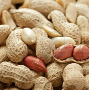 Arachides décortiquées durables du Vietnam, adaptées à une large gamme d'utilisations alimentaires, y compris la formation de collations et la friture. - Product Image 6